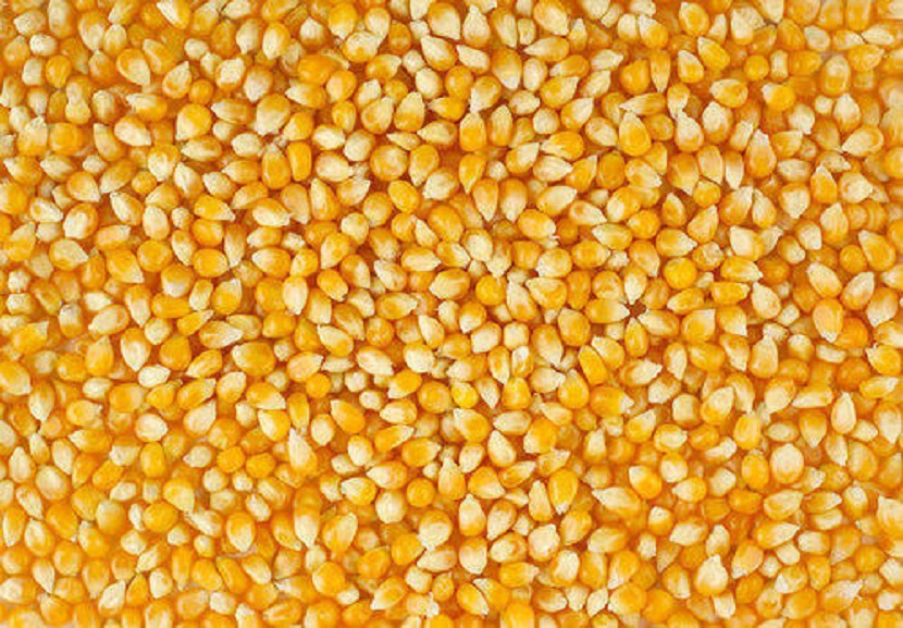 Yellow Maize